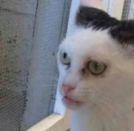 млекопитающее животное кошка