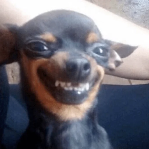 животное млекопитающее порода собак