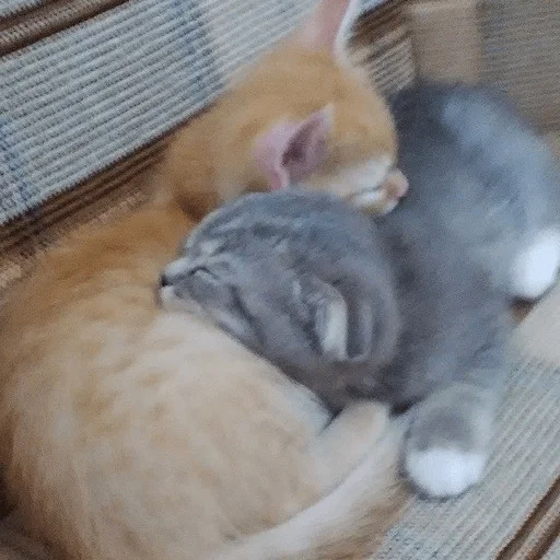 Sticker катёнки - 11