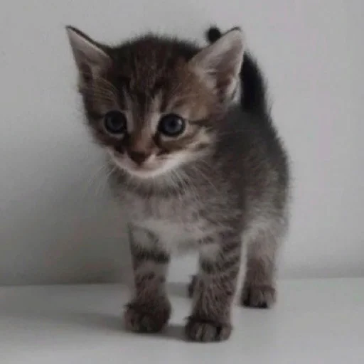 Sticker катёнки - 10