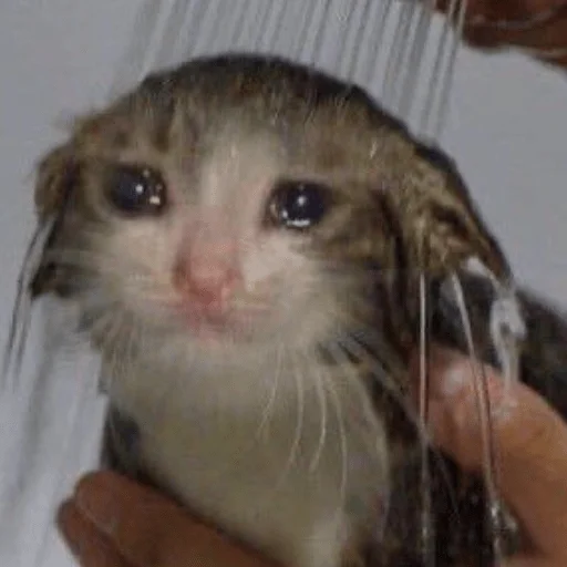 Sticker катёнки - 9