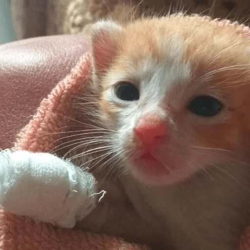 Sticker катёнки - 6