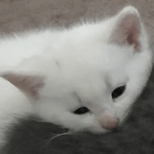 Sticker катёнки - 5