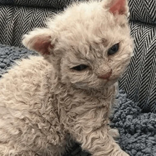 Sticker катёнки - 3