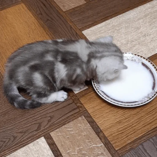 Sticker катёнки - 1