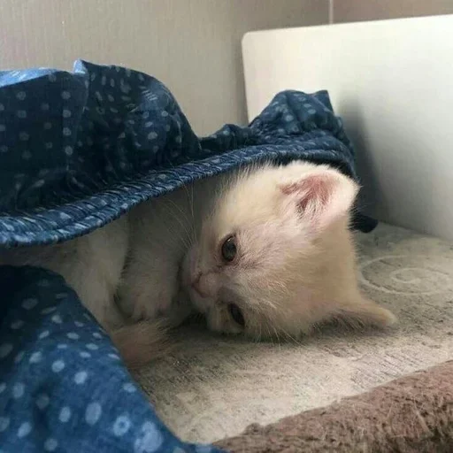 Sticker котики для карины - 11