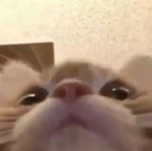 Sticker котики для карины - 10