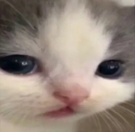 Sticker котики для карины - 9