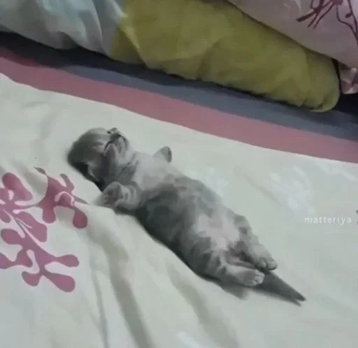 Sticker котики для карины - 0