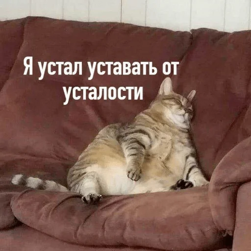 felidae couch mammal