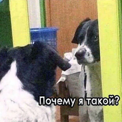 СМС животное млекопитающее