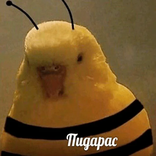 груша комнатный жёлтый