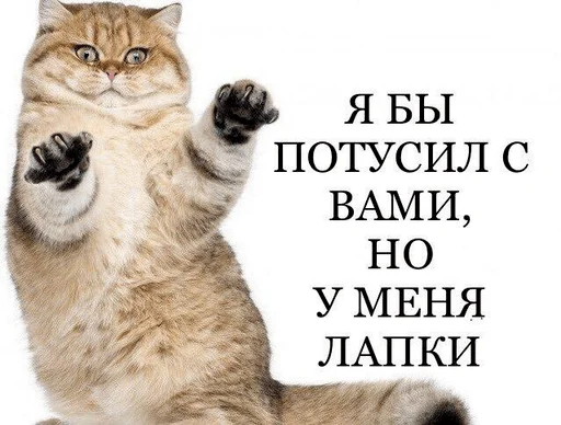 mammal animal felidae