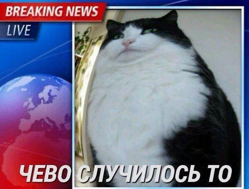 text small to medium-sized cats cat