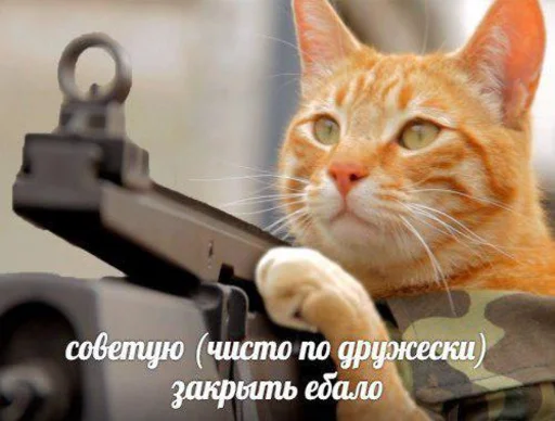 mammal small to medium-sized cats whiskers