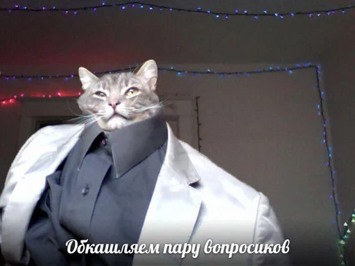 small to medium-sized cats cat felidae