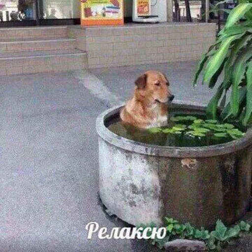 животное земля контейнер для отходов