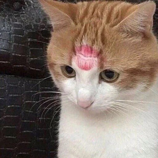 млекопитающее животное кошка