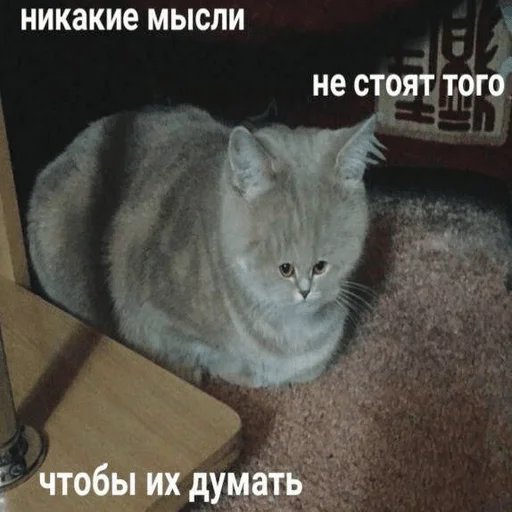 млекопитающее животное кошка