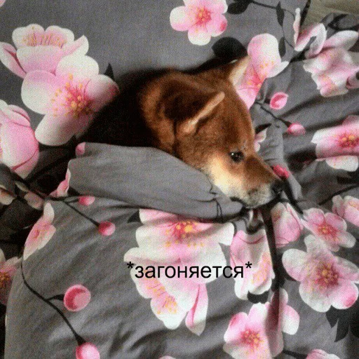 животное домашнее животное цветок