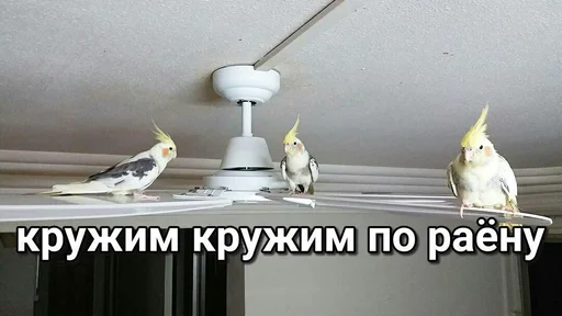 животное птица попугай