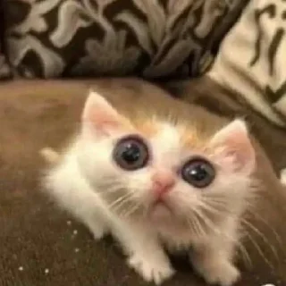 Sticker катятачке - 4