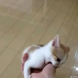 Sticker катятачке - 1