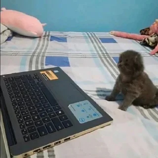 Sticker катятачке - 11