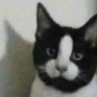 Sticker катятачке - 2