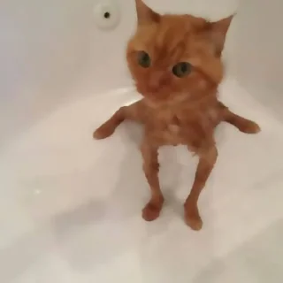 Sticker ✦ ָ ֙⋆ охуенныекоты by @paradoxstickers - 10