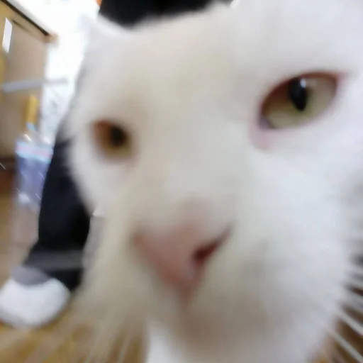 Sticker katybyparadox - 1