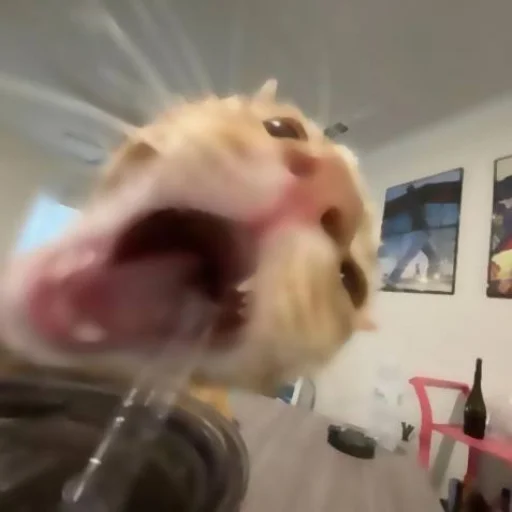 Sticker ✦ ָ ֙⋆ охуенныекоты by @paradoxstickers - 11