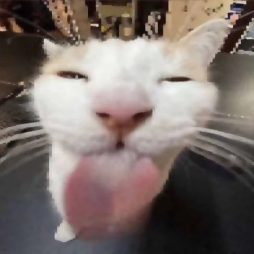 ✦ ָ ֙⋆ охуенныекоты by @paradoxstickers - 