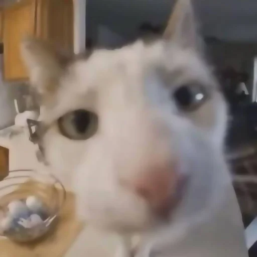 Sticker ✦ ָ ֙⋆ охуенныекоты by @paradoxstickers - 1