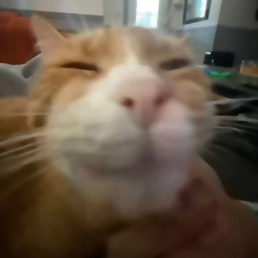 Sticker ✦ ָ ֙⋆ охуенныекоты by @paradoxstickers - 0