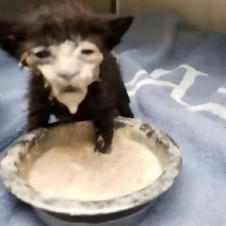 Sticker ✦ ָ ֙⋆ охуенныекоты by @paradoxstickers - 7