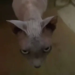 Sticker ✦ ָ ֙⋆ охуенныекоты by @paradoxstickers - 3