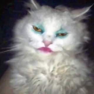 Sticker ✦ ָ ֙⋆ охуенныекоты by @paradoxstickers - 9