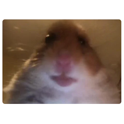 animal mammal hamster