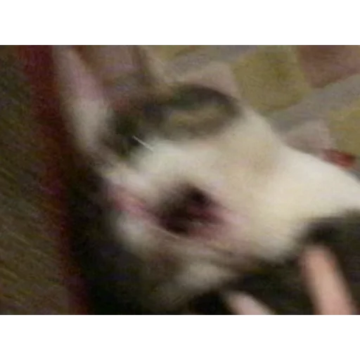 животное млекопитающее домашнее животное