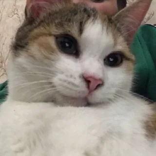 Стикер kaylar my bf 😜 - 10