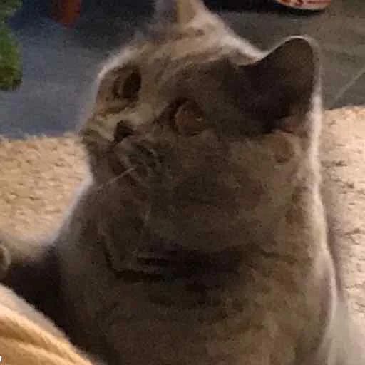 животное млекопитающее кошка