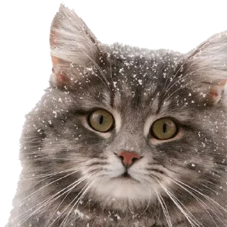 Sticker Сжимка - 10