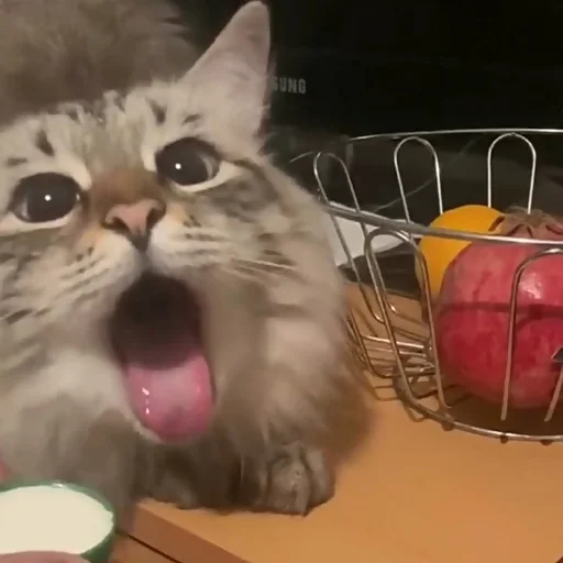 animal indoor small to medium-sized cats