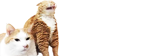 Sticker Microcats-2 - 1