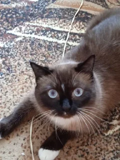 Sticker дедушка - 10