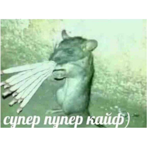 Sticker kdkchkass - 1