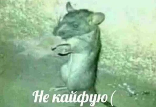 Sticker kdkchkass - 1