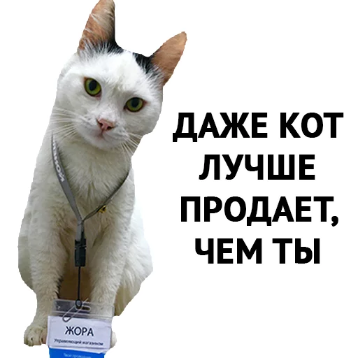 СМС домашняя кошка животное