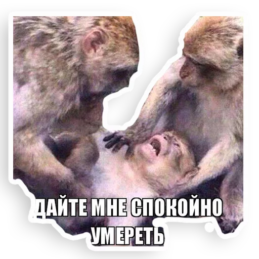 животное млекопитающее примат